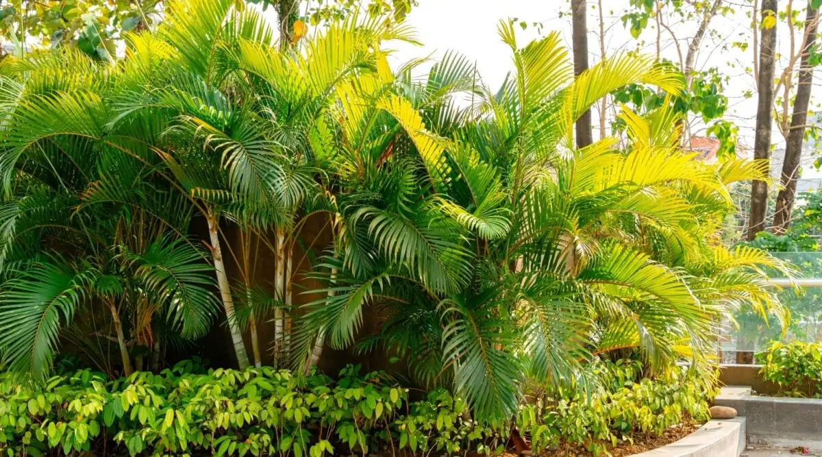 areca palm in tropical garden