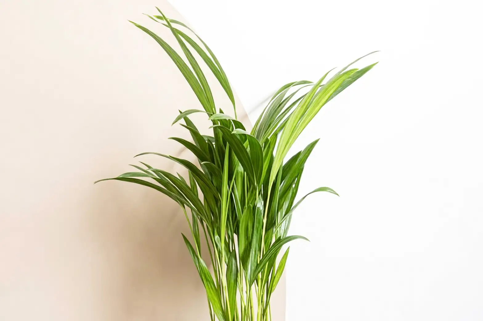 areca palm care tips