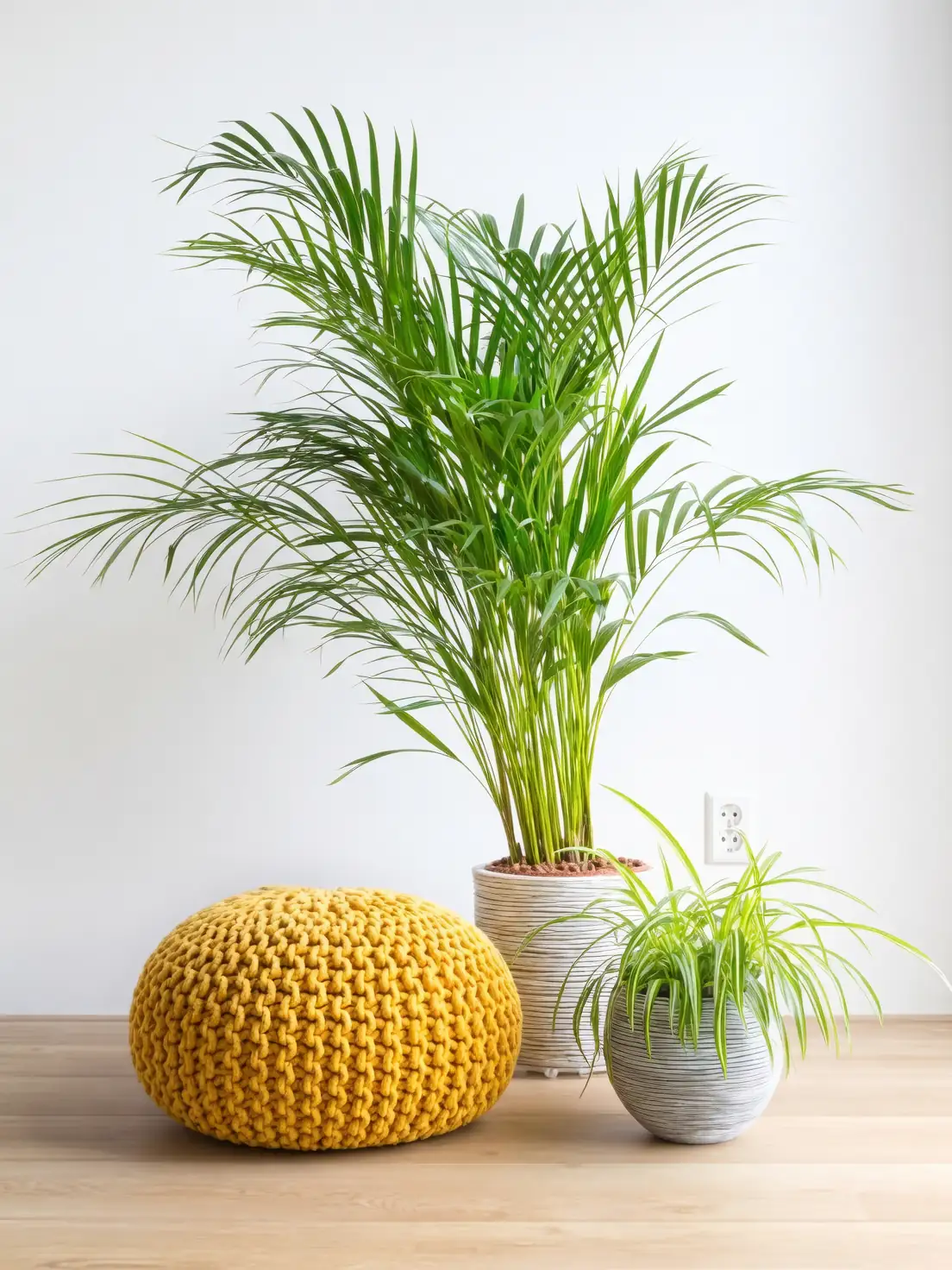 areca palm bright room