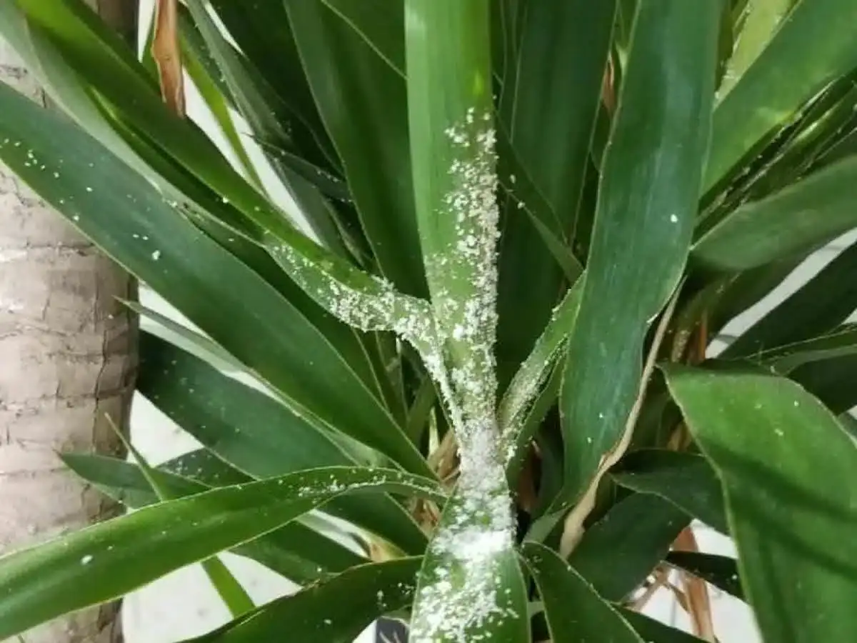 cocciniglie farinose sulla pianta