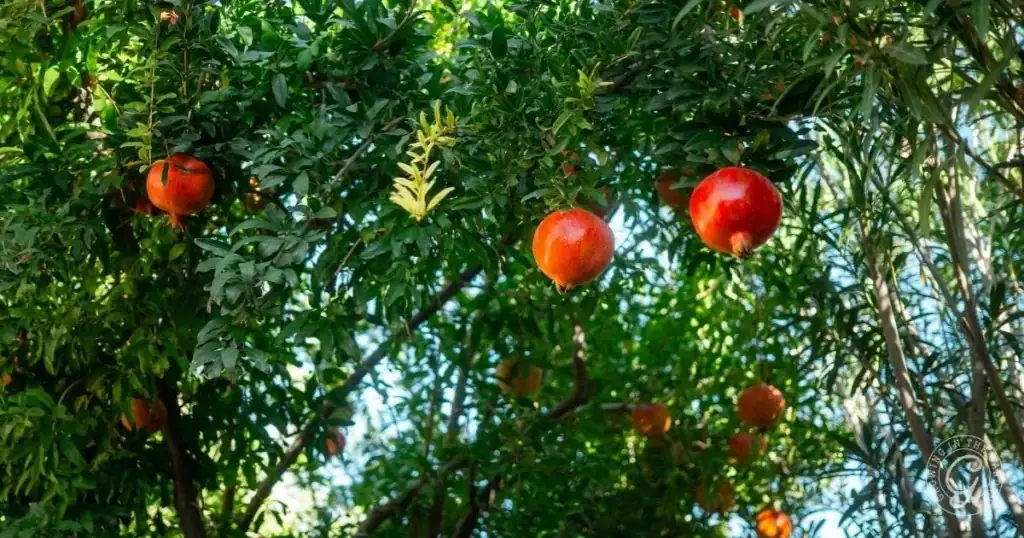 pomegranate plant care tips