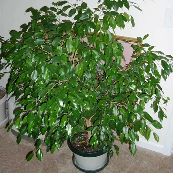 ficus benjamina indoor forest effect