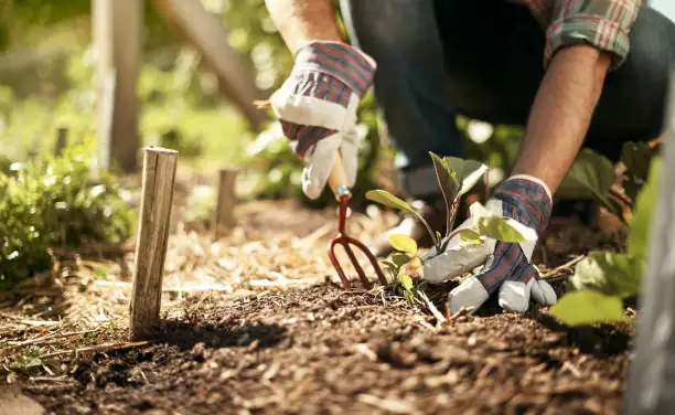 gardenia plant in acidic soil