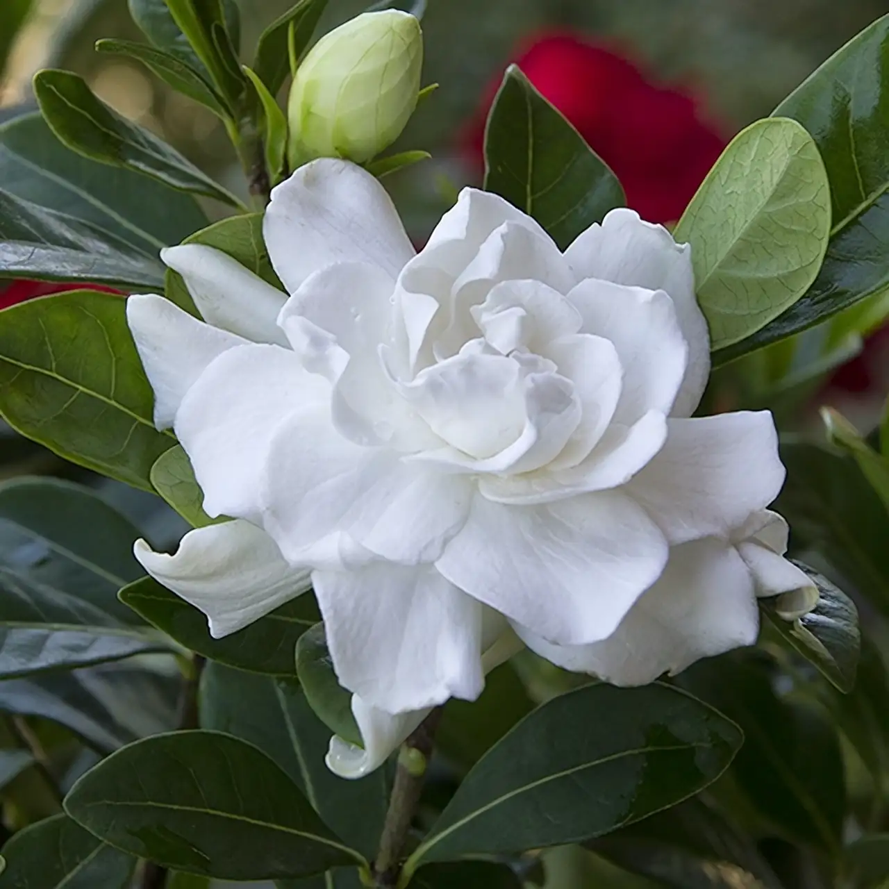 blooming gardenia flowers