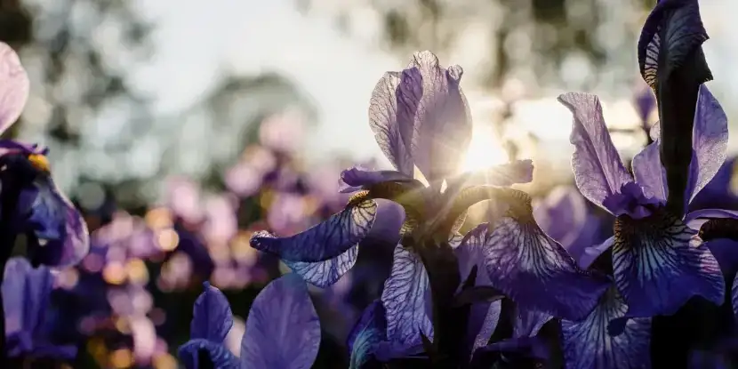 iris flower spring bloom