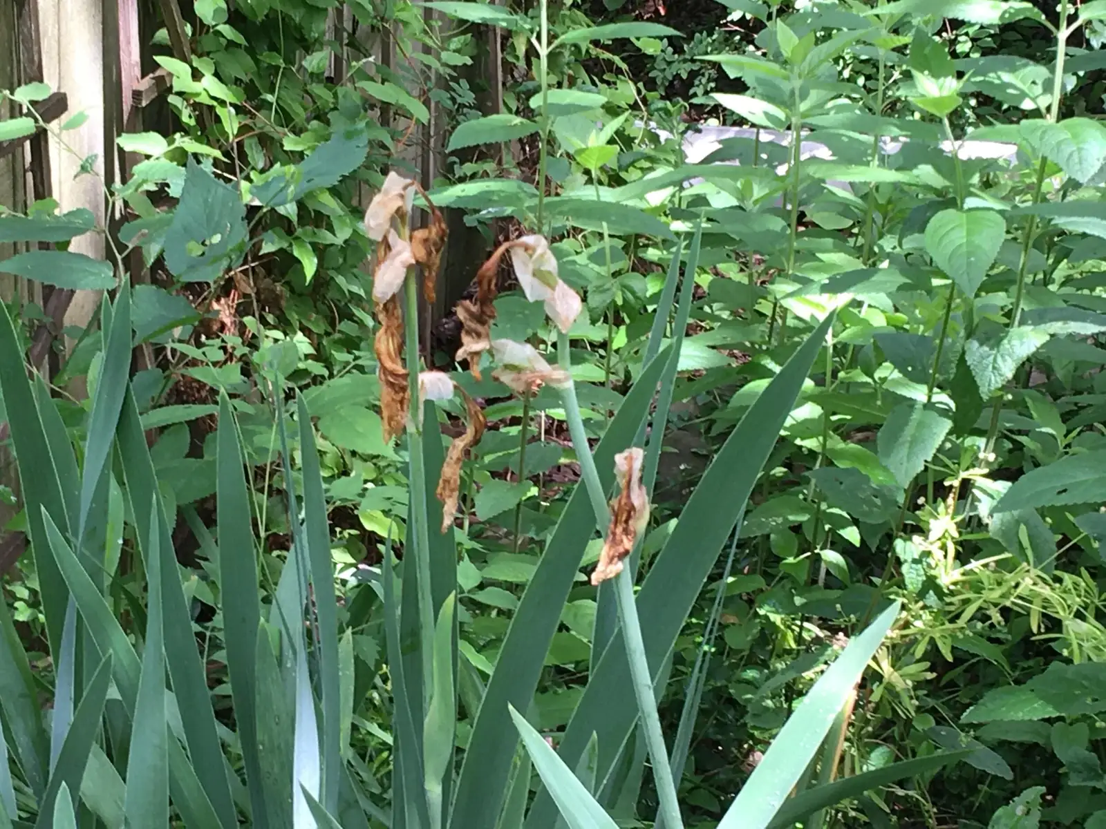 iris flower not blooming
