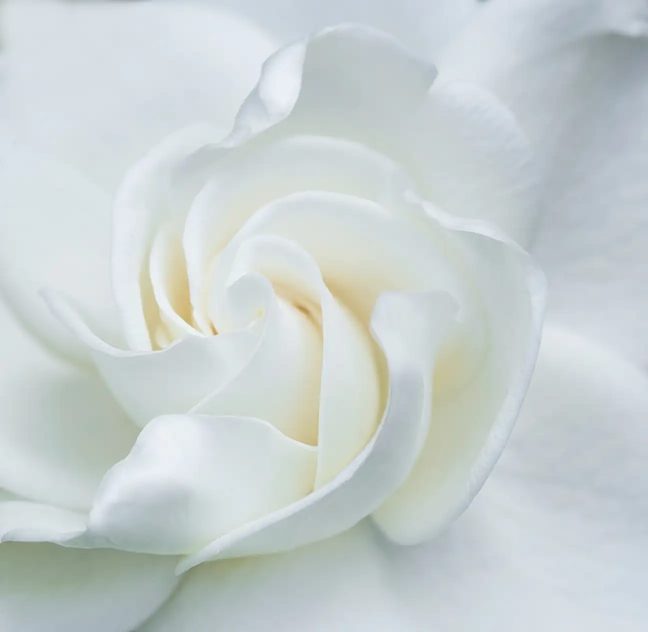栀子花害虫全攻略：如何战胜红蜘蛛和黄化病