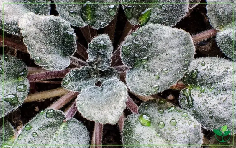 african violet indoor humidity tray