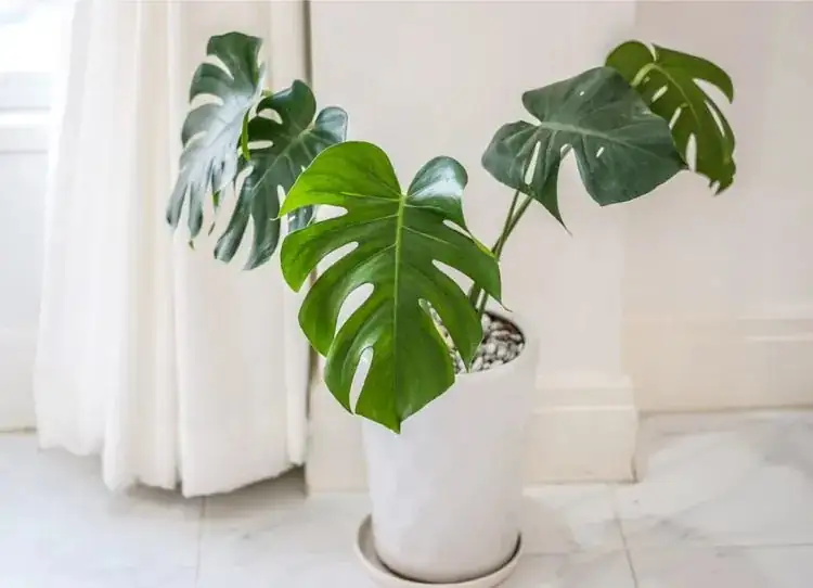 philodendron air purification