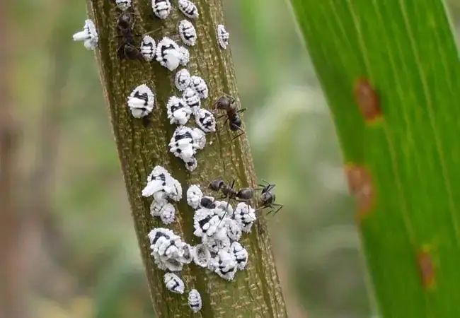 scale insects on lady palm