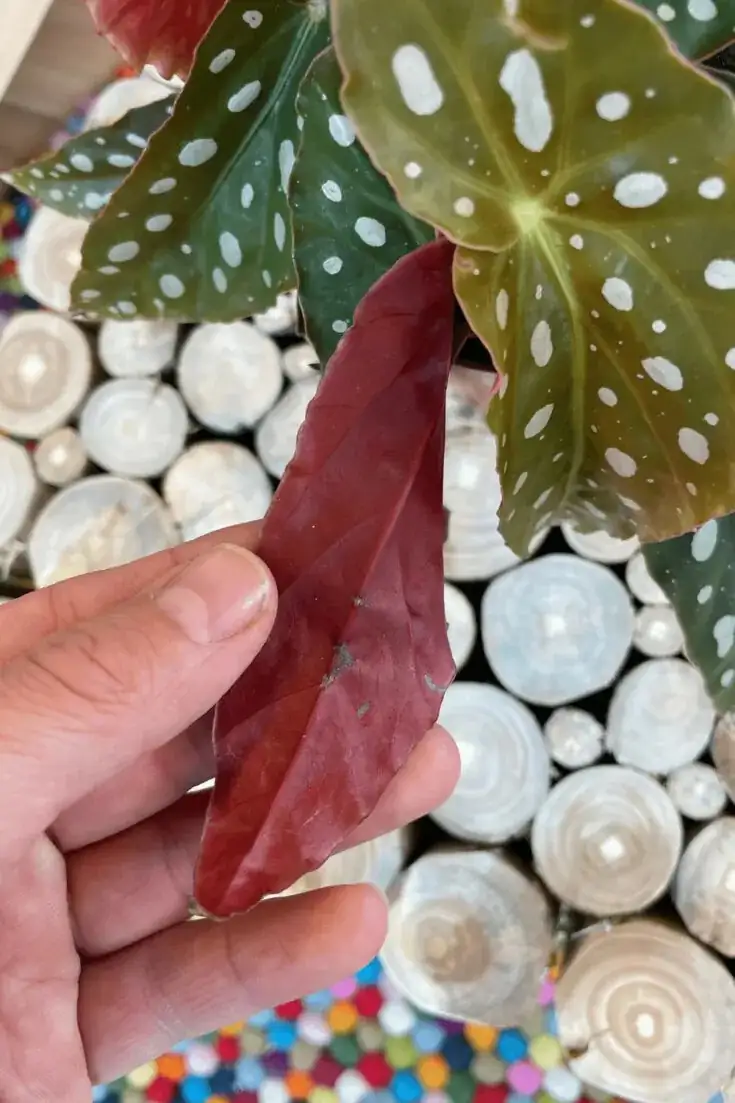 begonia maculata red underside