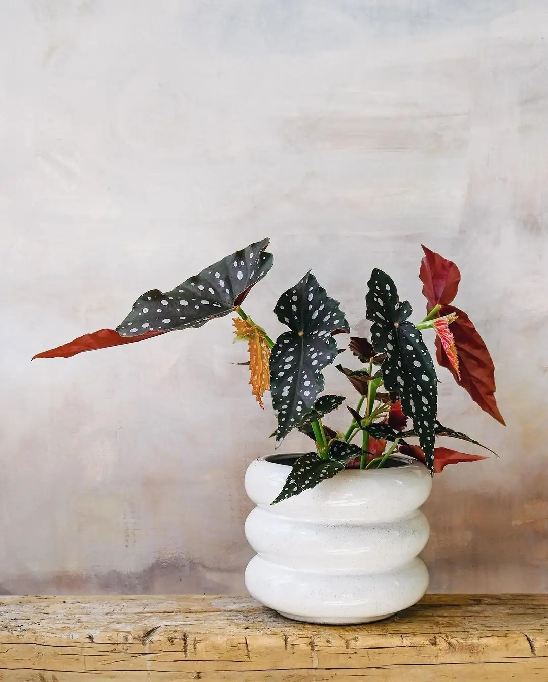 polka dot begonia living room placement