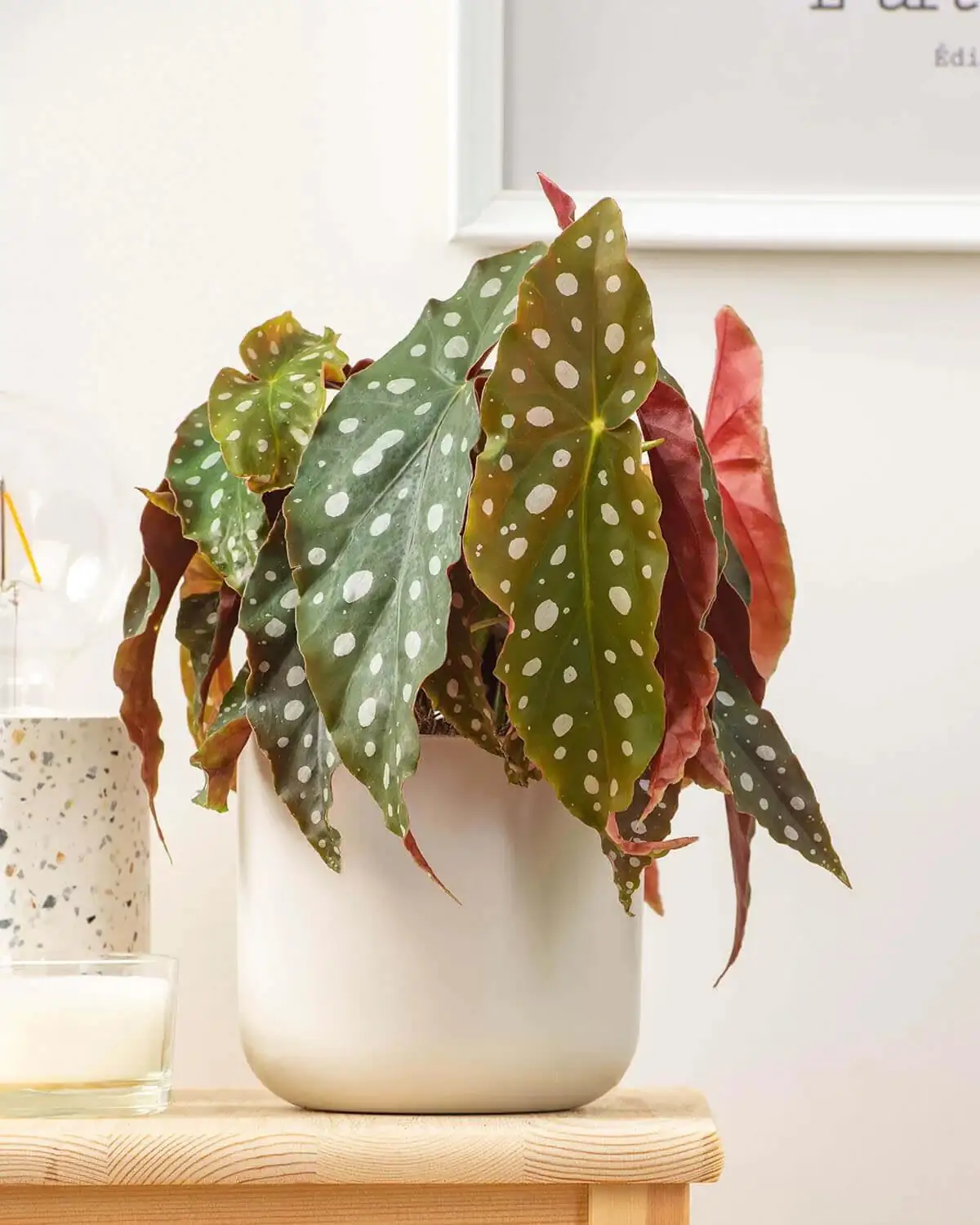 polka dot begonia bathroom placement