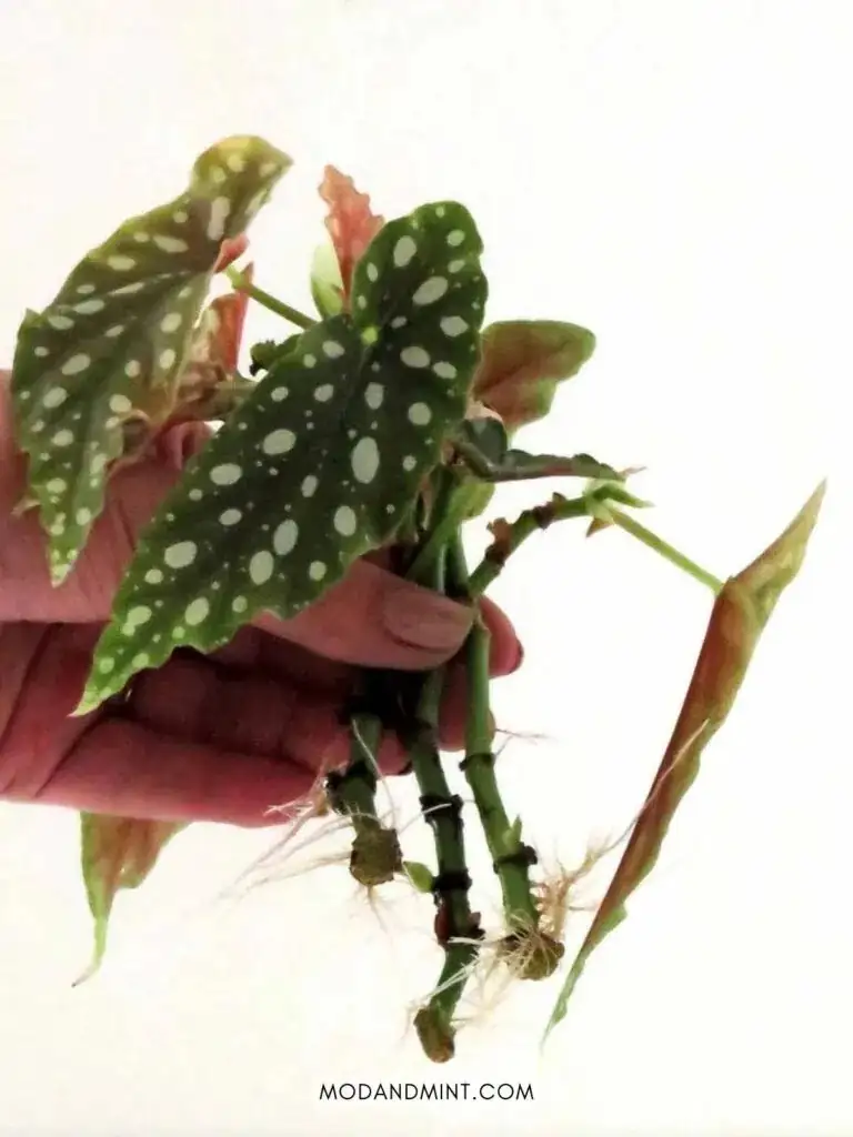 cutting polka dot begonia stem
