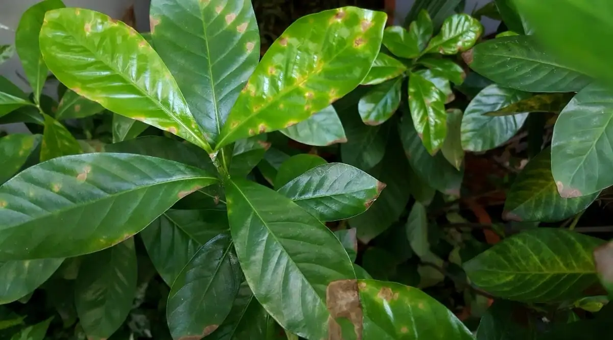 gardenia leaves yellowing