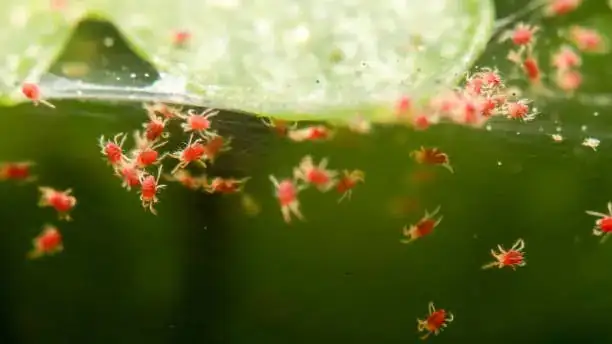 oleander spider mites damage