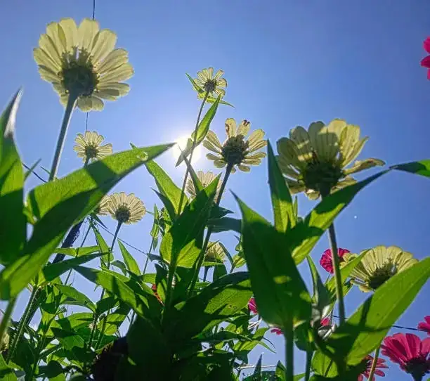 zinnia blooming sequence