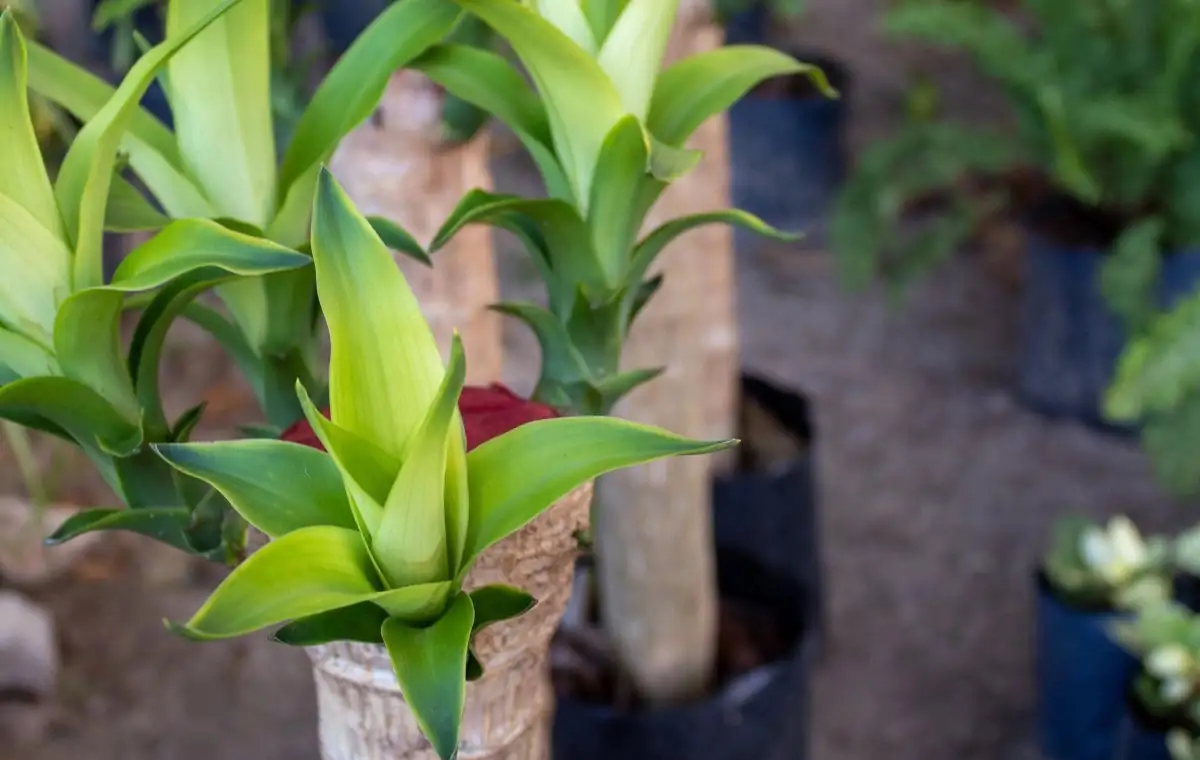 dracaena fragrans root pruning