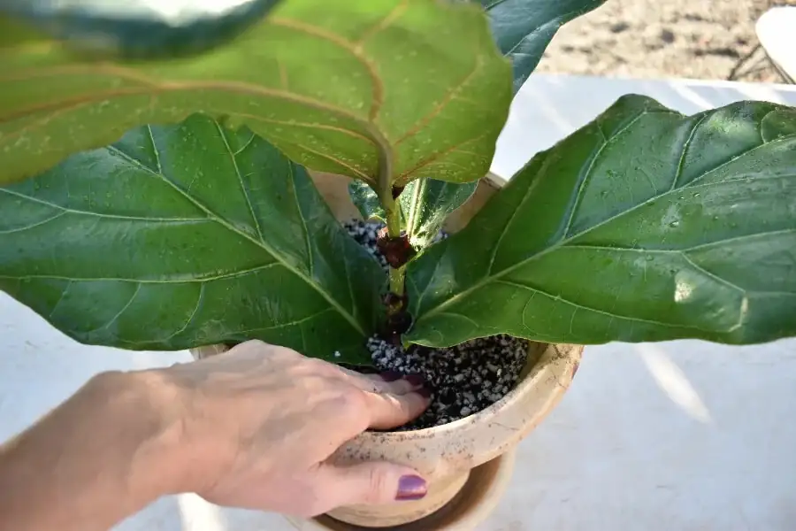 fiddle leaf fig watering soil