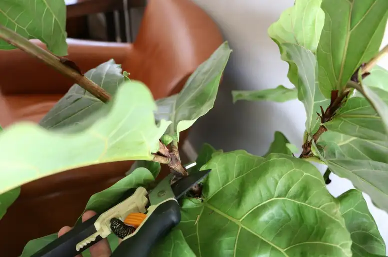fiddle leaf fig pruning shears