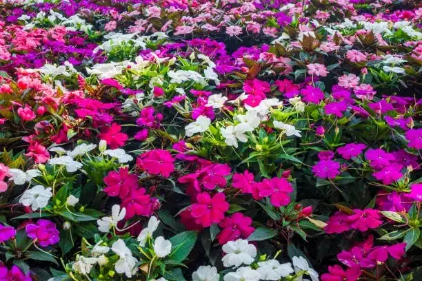 凤仙花的花语与文化：为何它说“别碰我”？