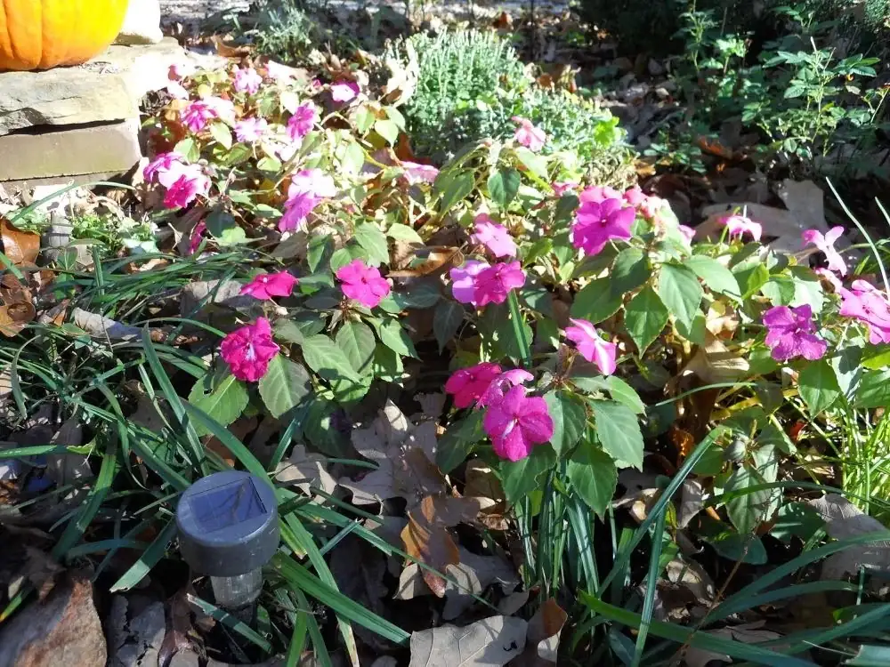 impatiens in garden bed