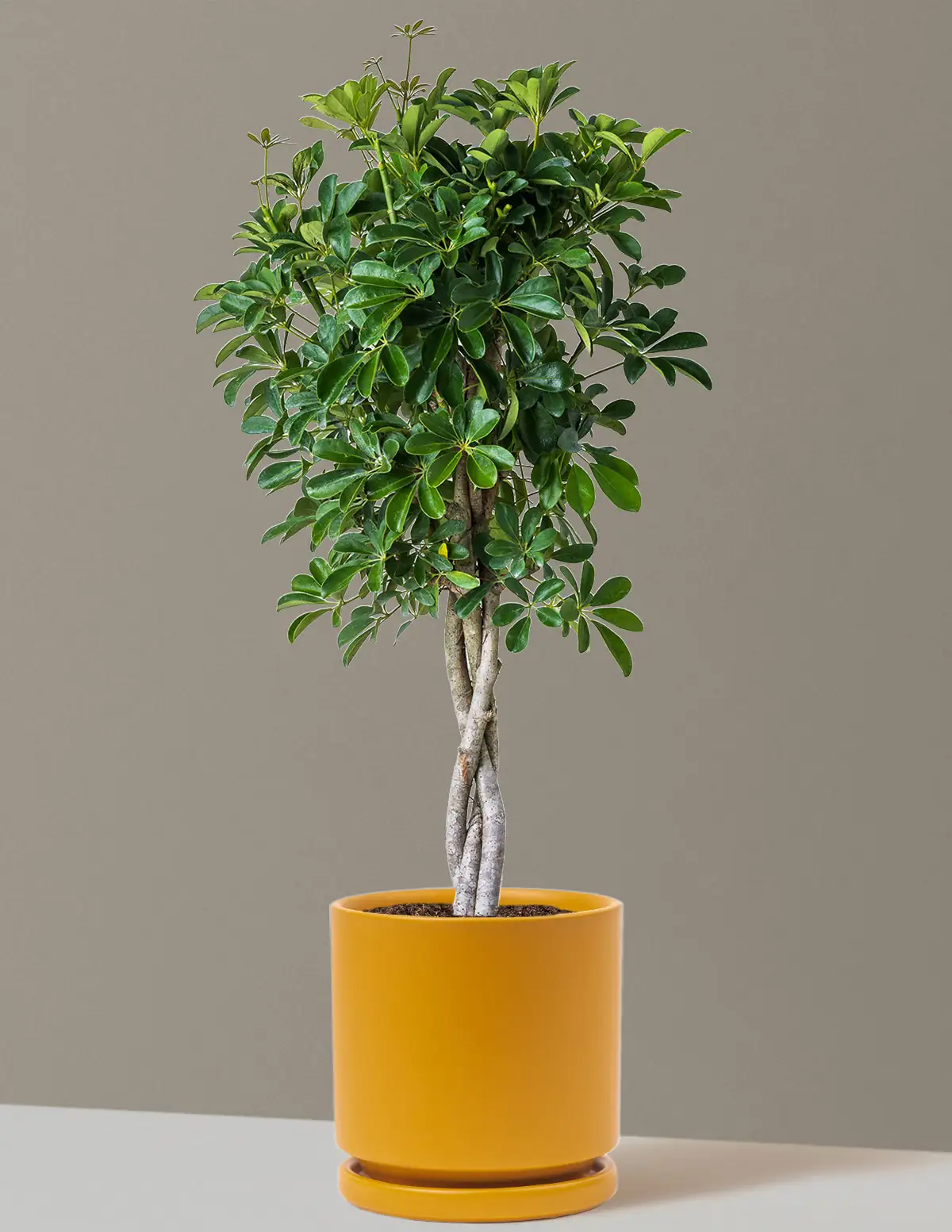 schefflera on office desk