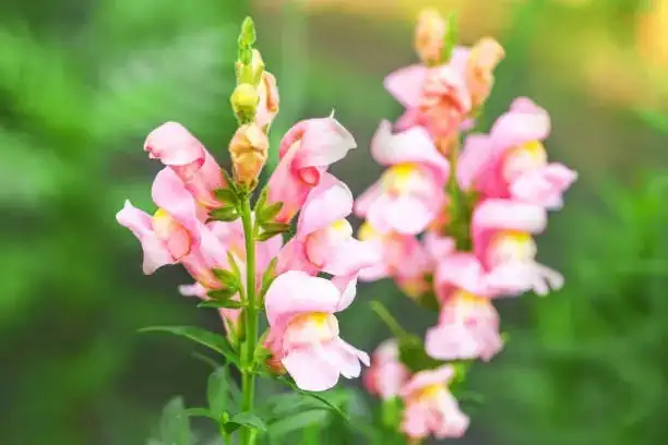 snapdragon in sunlight garden