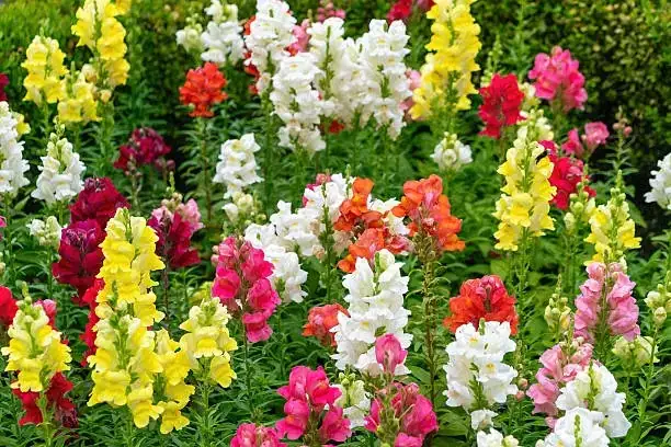 snapdragon colorful varieties