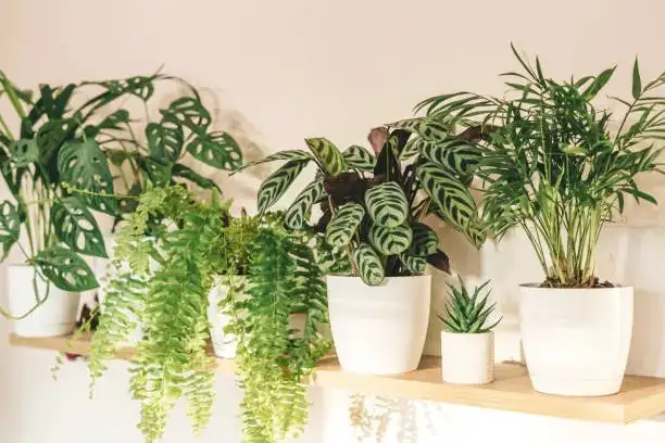 chamaedorea elegans indoor plant
