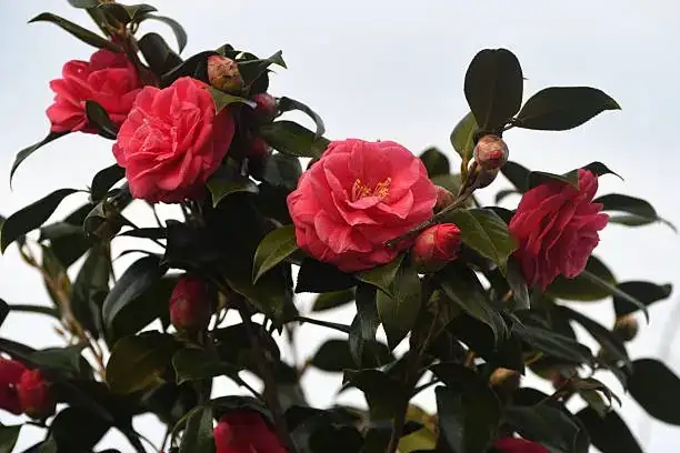 camellia japonica care pruning