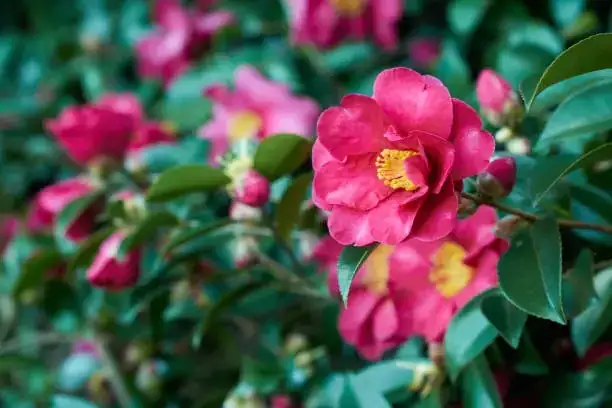 camellia japonica full bloom close-up