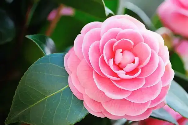 camellia japonica close-up bloom