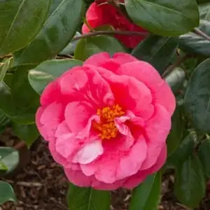 camellia japonica on balcony