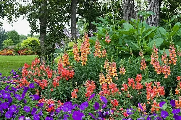 snapdragon petunia layered garden