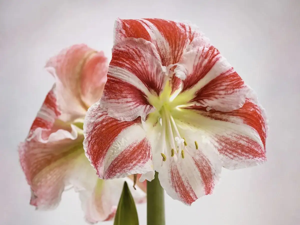 Hippeastrum blooming in spring