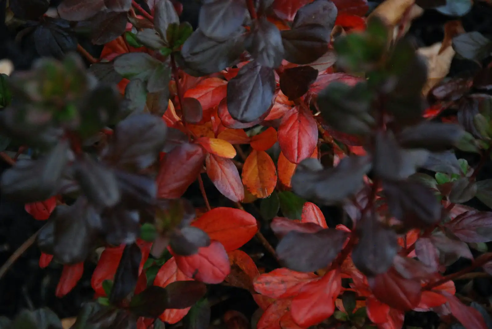 red or purple plant leaves