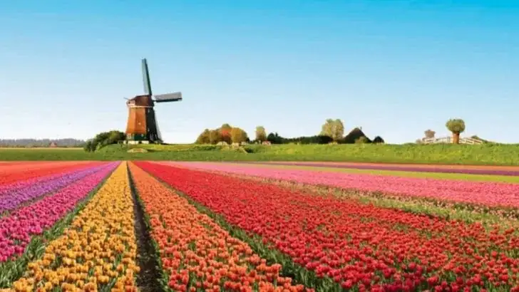colorful tulip field Netherlands