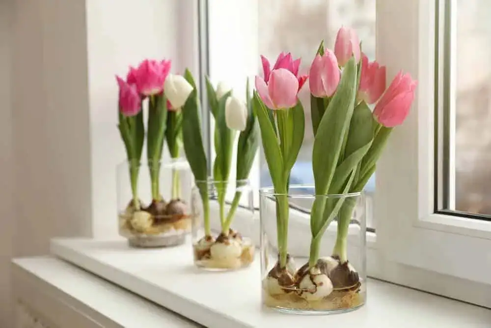 watering tulips indoors
