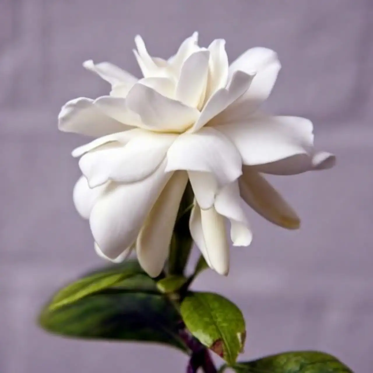 gardenia in folklore illustration