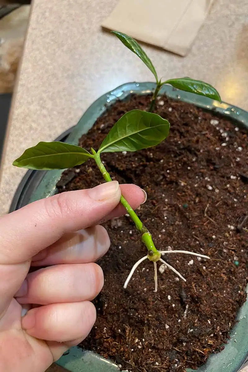 gardenia cultivation modern techniques