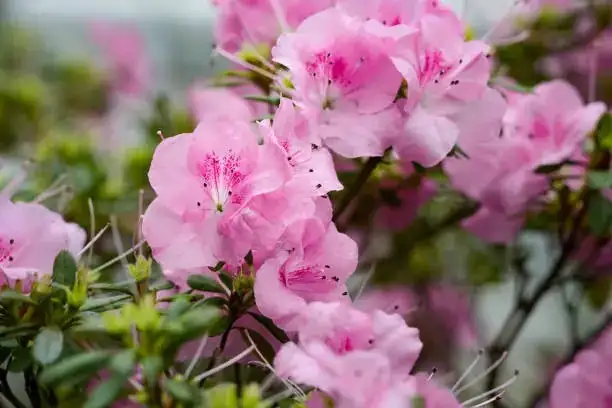 azalea shrub close-up