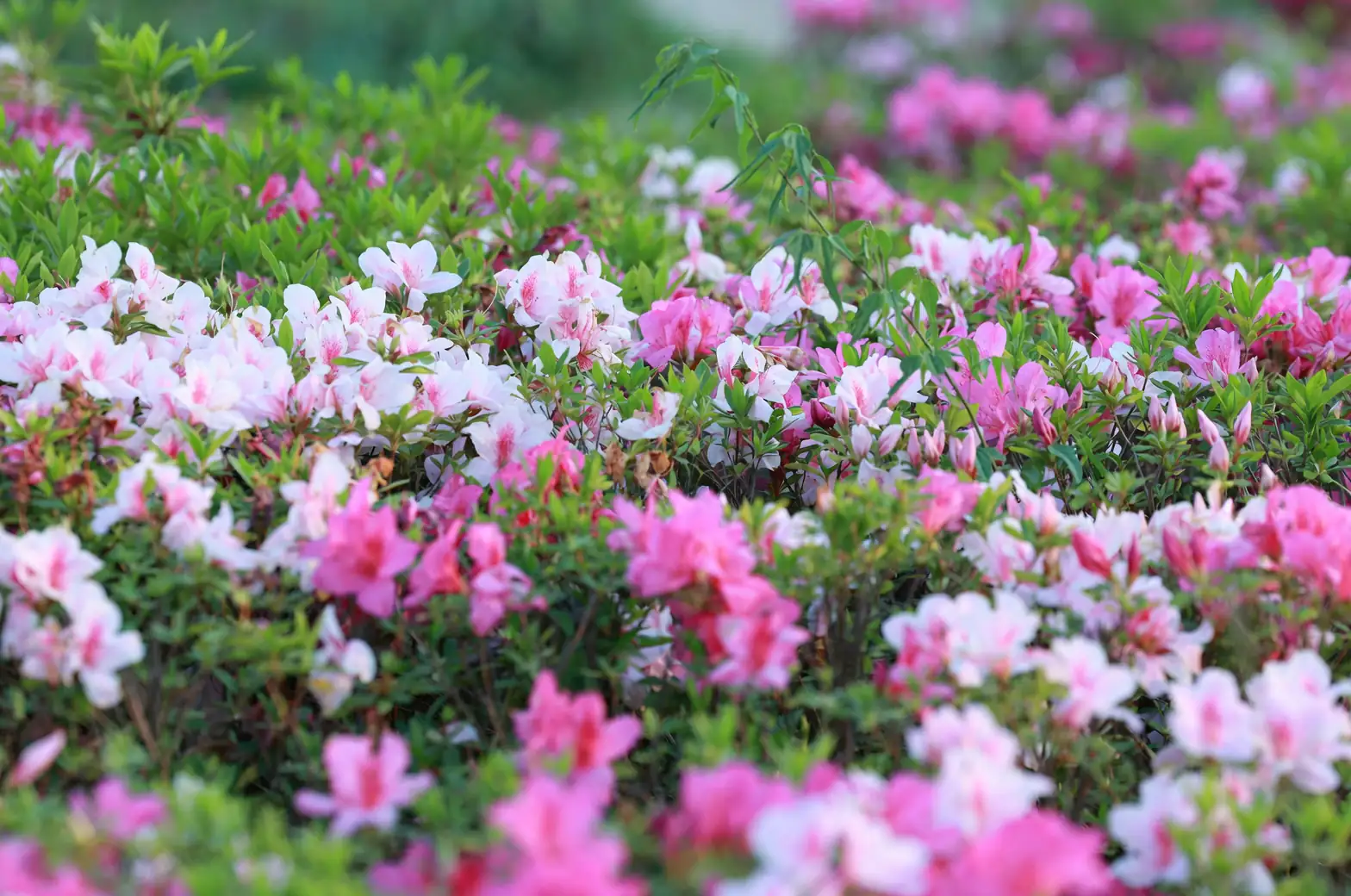 杜鹃花的花语与文化象征：爱的喜悦与思念的信使