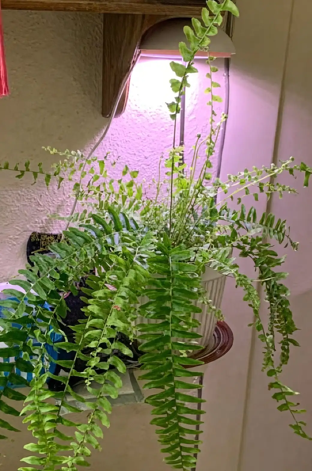 ferns in bright indoor light