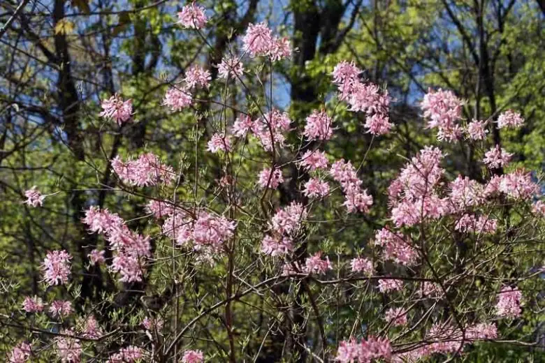 azalea mountain bloom