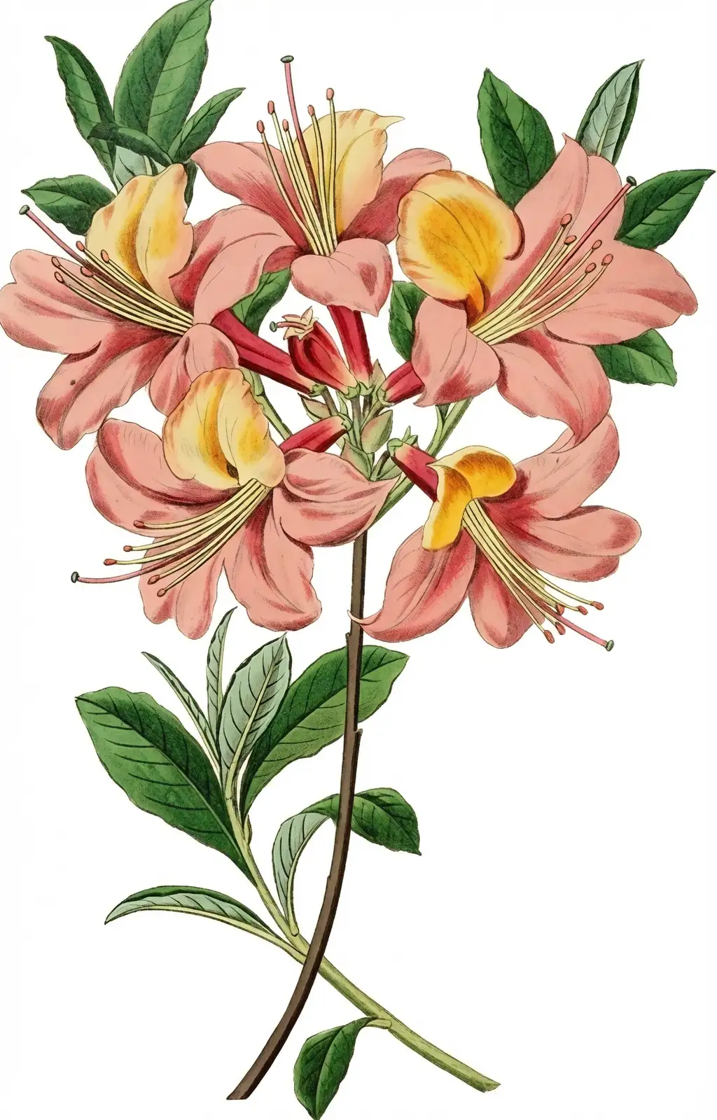 azalea historical legend illustration