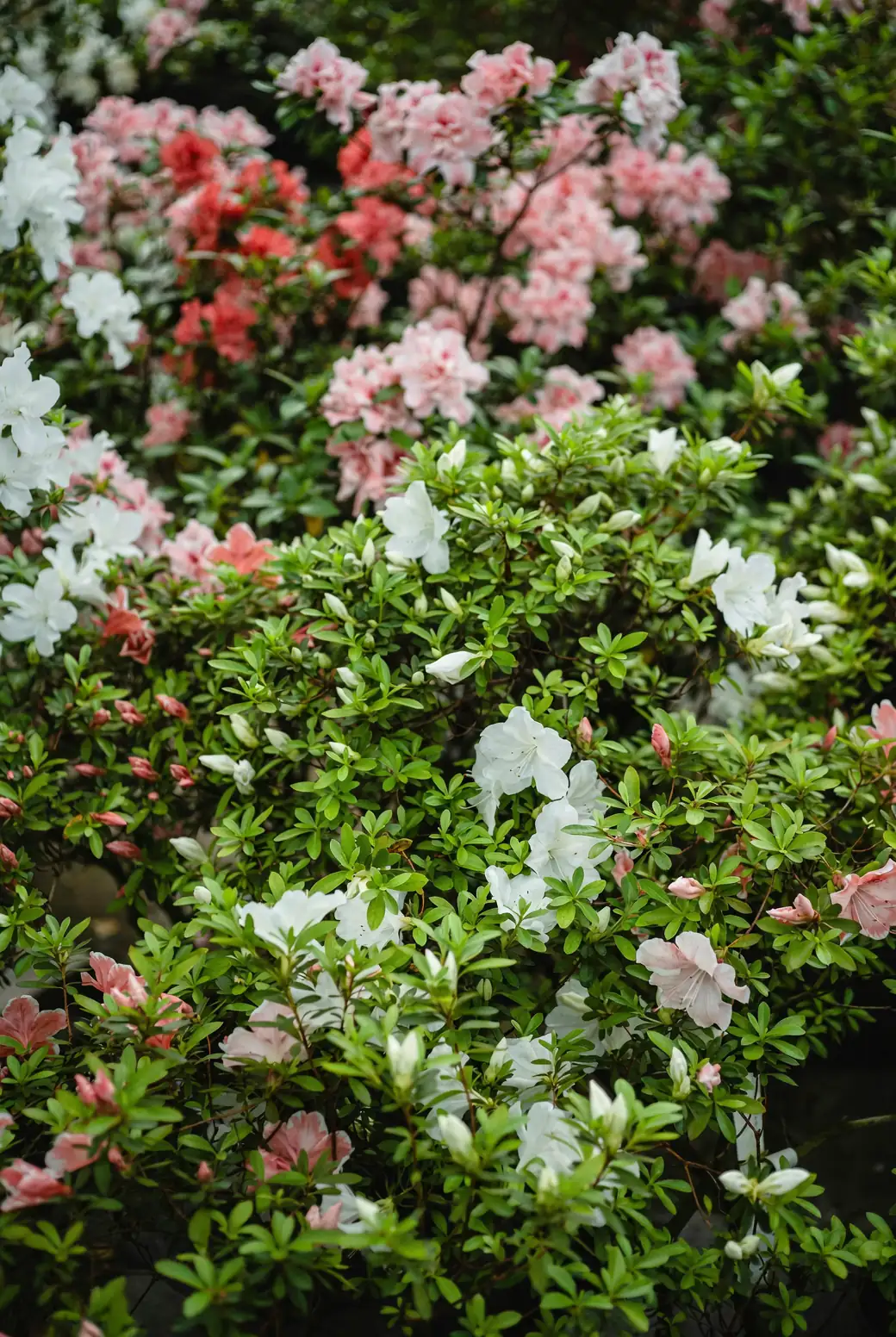 azalea garden variety colors