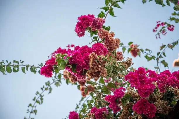 bougainvillea blooming on balcony