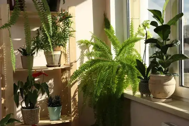 humid indoor environment for plants