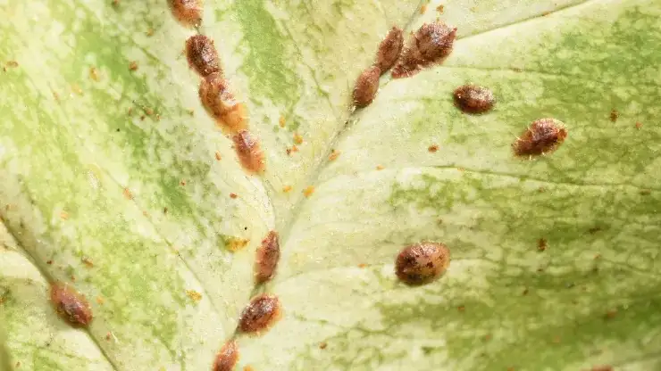 chinese evergreen scale insect infestation
